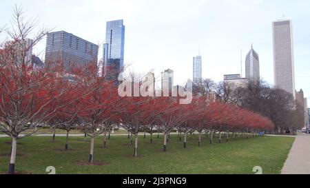 CHICAGO, ILLINOIS, USA - 11. DEZ 2015: Bäume mit roten Blättern im Millennium Park, mit Wolkenkratzern von Chicago Downtown im Hintergrund Stockfoto