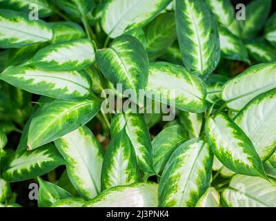 Nahaufnahme mit dem Laub der Zierpflanze Dieffenbachia seguine, auch bekannt als Dumbcane oder Tuftroot. Aglaonema pseudobracteatum grüne Blätter