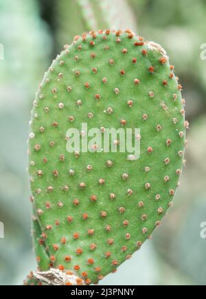 Detail mit Opuntia microdasys auch bekannt als Engelsflügel, Hasenohrkaktus, Hasenkaktus oder Polka-dot-Kaktus. Stockfoto