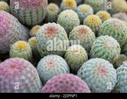 Bild mit vielen Echinocereus rigidissimus, allgemein bekannt als der Arizona Rainbow Cactus oder Rainbow Hedgehog Cactus Stockfoto