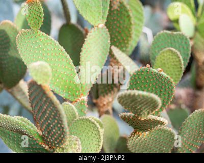 Detail mit Opuntia microdasys auch bekannt als Engelsflügel, Hasenohrkaktus, Hasenkaktus oder Polka-dot-Kaktus. Stockfoto