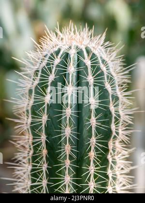 Nahaufnahme von Details mit Pachycereus pringlei, auch bekannt als mexikanischer Riesenkardon oder Elefantenkaktus Stockfoto