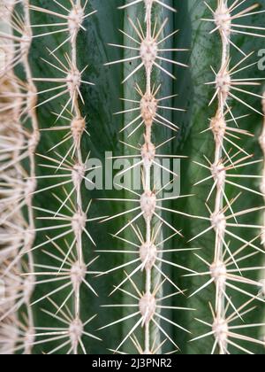 Nahaufnahme von Details mit Pachycereus pringlei, auch bekannt als mexikanischer Riesenkardon oder Elefantenkaktus Stockfoto