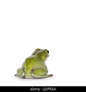 Grüner Baumfrosch alias Ranoidea caerulea, sitzt rückwärts. Zeigt die Beine auf der Rückseite. Isoliert auf weißem Hintergrund. Stockfoto