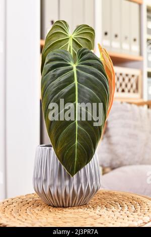 Tropische Zimmerpflanze 'Philodendron Melanochrysum' mit langen Samtblättern im Blumentopf auf dem Tisch Stockfoto