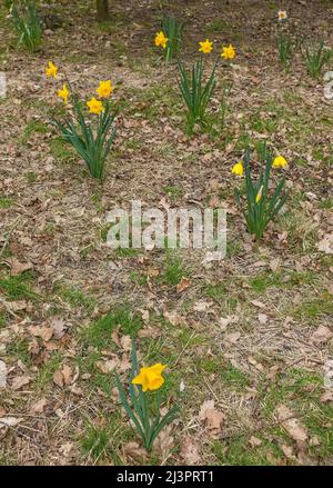 Narzissen im Wald Stockfoto