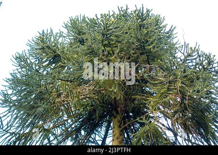 Affe Puzzle Baum Stockfoto