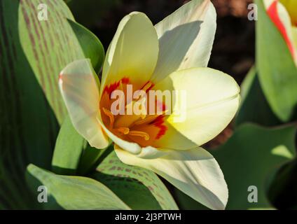 Tulipa Kaufmaniana 'Hearts Delight', Makroblüten und Pistill im Sonnenlicht. Dublin, Irland Stockfoto