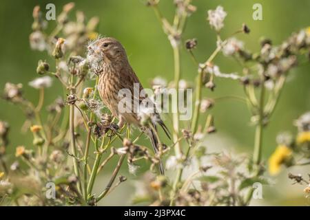 Linnet Weibchen, die auf einer Dohlen-Pflanze thronten, um Nistmaterial zu sammeln, im Sommer aus der Nähe Stockfoto