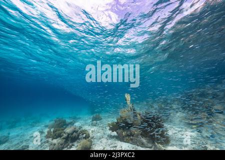 Seascape mit Fischschule, juvenile Boga Fische im Korallenriff der Karibik, Curacao Stockfoto