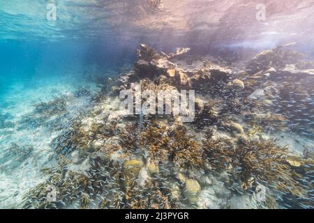 Seascape mit Fischschule, juvenile Boga Fische im Korallenriff der Karibik, Curacao Stockfoto