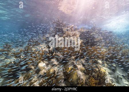 Seascape mit Fischschule, juvenile Boga Fische im Korallenriff der Karibik, Curacao Stockfoto