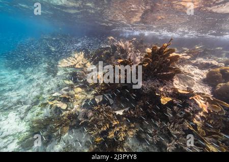 Seascape mit Fischschule, juvenile Boga Fische im Korallenriff der Karibik, Curacao Stockfoto