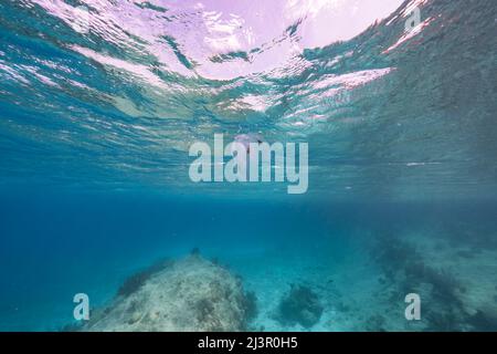 Seascape mit Spot Winged Comb Jelly im türkisfarbenen Wasser des Korallenriffs im Karibischen Meer, Curacao Stockfoto