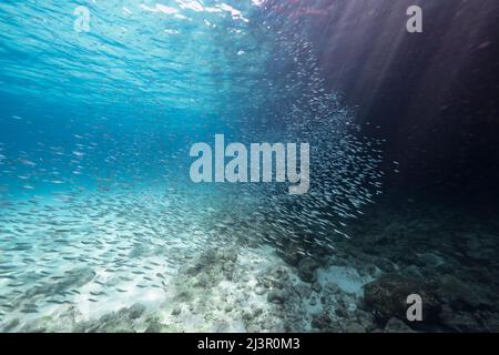 Seascape mit Fischschule, juvenile Boga Fische im Korallenriff der Karibik, Curacao Stockfoto