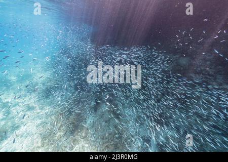 Seascape mit Fischschule, juvenile Boga Fische im Korallenriff der Karibik, Curacao Stockfoto