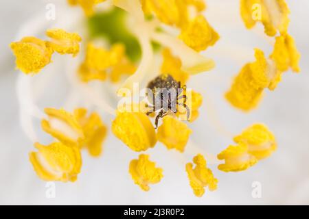 Weibliche Hirschzecke kriecht auf einem gelben Staubgefäß einer Blüte mit weißen Blütenblättern. Ixodes ricinus. Kleiner Parasit im Frühlingsblumendetail mit Pollenkörnern. Stockfoto