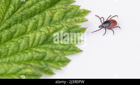 Krabbelnde Hirsche und grüne Blattdetails auf weißem Hintergrund. Ixodes ricinus oder scapularis. Nahaufnahme eines parasitären Insekts, Transmitter einer encephalitis. Stockfoto