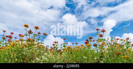 Schöne blühende Sommerwiese aus roten, rosa oder orangen Blüten unter weißen Wolken am blauen Himmel. Verschiedene Blumen mischen sich. Zinnia, Dahlia, Ringelblume oder Alyssum. Stockfoto