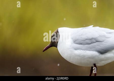 Selektiver Fokus auf Foto. Schwarzkopfmöwe. Chroicocephalus ridibundus. Stockfoto