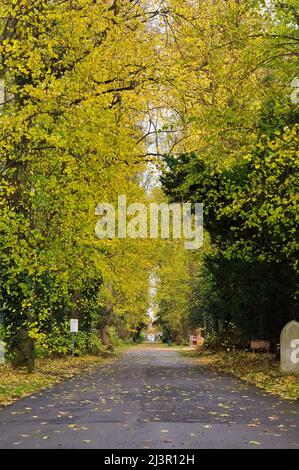 Die von Bäumen gesäumte Straße innerhalb des viktorianischen Friedhofs im Herbst mit dem alten Torhauseingang in der Ferne Stockfoto