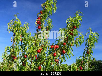 Pfirsichzweig, der in der Sonne liegt und reife Früchte trägt. Stockfoto