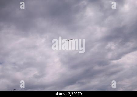 Möwen fliegen am Tag in bewölktem Himmel. möwen fliegen zwischen den Wolken. Stockfoto