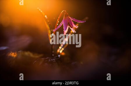 hahnentritte violett oder die Hunde zahn violett, Spätwinter- oder Frühfrühlingspflanze in Lilienfamilie mit Fliederblüte und eifem oder lanzetem Blatt, weiße Birne, Stockfoto