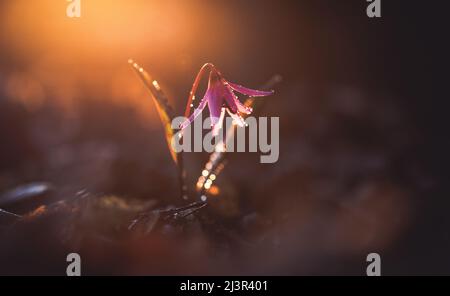 hahnentritte violett oder die Hunde zahn violett, Spätwinter- oder Frühfrühlingspflanze in Lilienfamilie mit Fliederblüte und eifem oder lanzetem Blatt, weiße Birne, Stockfoto