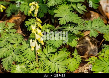 Holländer die Reithosen - Dicentra cucullaria Stockfoto