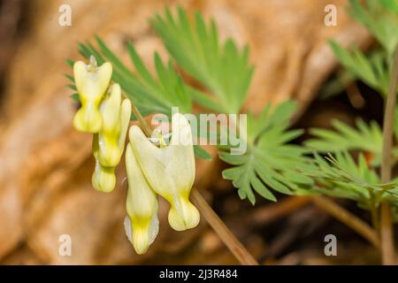 Holländer die Reithosen - Dicentra cucullaria Stockfoto