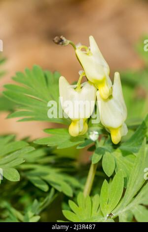 Holländer die Reithosen - Dicentra cucullaria Stockfoto