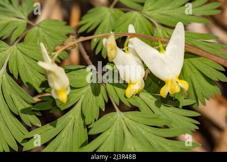 Holländer die Reithosen - Dicentra cucullaria Stockfoto