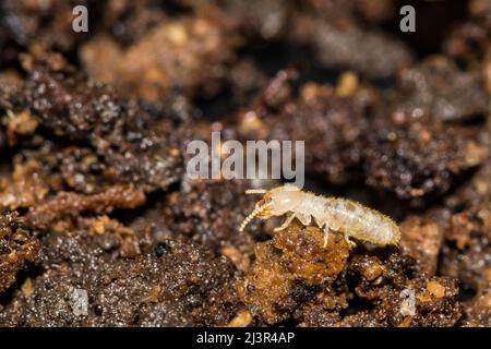 Östlicher unterirdischer Termit - Reticulitermes flavipes Stockfoto