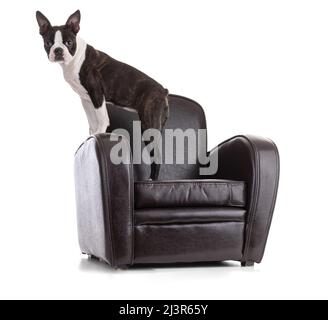 Junge Boston Terrier Bi Farbe in einem Sessel auf weißem Hintergrund Stockfoto