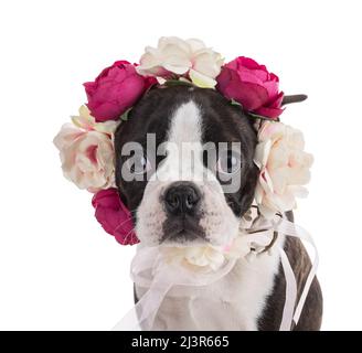 Junge Boston Terrier Bi Farbe mit einer Blumenkrone auf weißem Hintergrund Stockfoto