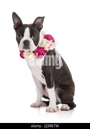 Junge Boston Terrier Bi Farbe mit einer Blumenkrone auf weißem Hintergrund Stockfoto