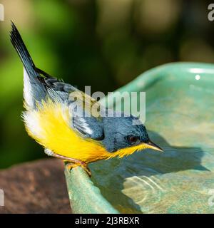 Tropical Parula (Setophaga pitiayumi) ist ein kleiner New World-Waldsänger. Es ist ein kleiner Singvögel. Stockfoto