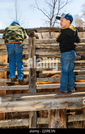 Ranch-Kinder spielen auf der Hutchinson Ranch in der Nähe von Salida im Frühjahr beim Branding Event: Colorado; USA Stockfoto