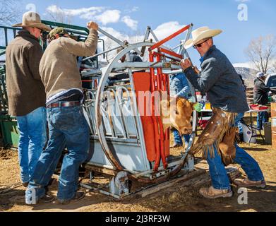 Cowboys brandmarken junges Kalb im Squeeze Shoot; Spring Branding Event auf der Hutchinson Ranch in der Nähe von Salida: Colorado; USA Stockfoto