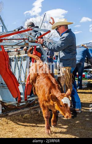 Cowgirl und Ranch-Besitzer Abby Hutchinson in sechster Generation; Brands ein Kalb, das bei einem Squeeze-Shooting auf der Hutchinson Ranch in der Nähe von Salida in Colorado, USA, gehalten wird Stockfoto