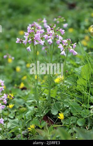 Wiesenschaumkraut, Wiesen-Schaumkraut (Cardamine pratensis), Habitus Stockfoto