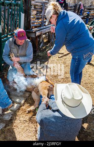 Cowgirl und Besitzer der Ranch in sechster Generation, Abby Hutchinson; Brands ein Kalb auf der Hutchinson Ranch in der Nähe von Salida: Colorado; USA Stockfoto