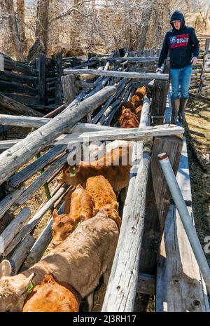 Cowboy rastelt Kälber im Corral-Shooting; Frühjahrsbranding auf der Hutchinson Ranch in der Nähe von Salida: Colorado; USA Stockfoto