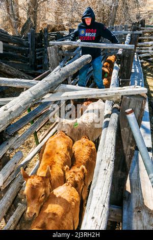 Cowboy rastelt Kälber im Corral-Shooting; Frühjahrsbranding auf der Hutchinson Ranch in der Nähe von Salida: Colorado; USA Stockfoto