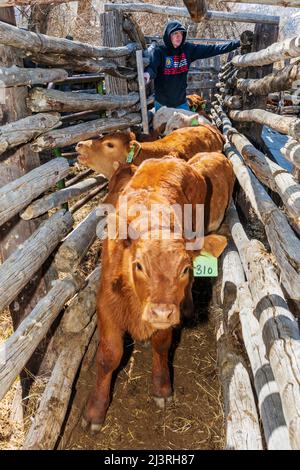 Cowboy rastelt Kälber im Corral-Shooting; Frühjahrsbranding auf der Hutchinson Ranch in der Nähe von Salida: Colorado; USA Stockfoto