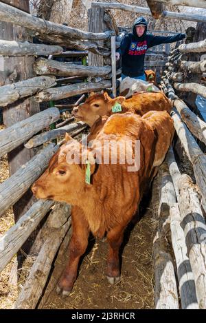 Cowboy rastelt Kälber im Corral-Shooting; Frühjahrsbranding auf der Hutchinson Ranch in der Nähe von Salida: Colorado; USA Stockfoto