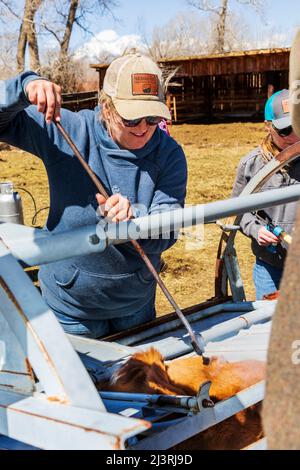 Cowgirl und Ranch-Besitzer Abby Hutchinson in sechster Generation; Brands ein Kalb, das bei einem Squeeze-Shooting auf der Hutchinson Ranch in der Nähe von Salida in Colorado, USA, gehalten wird Stockfoto