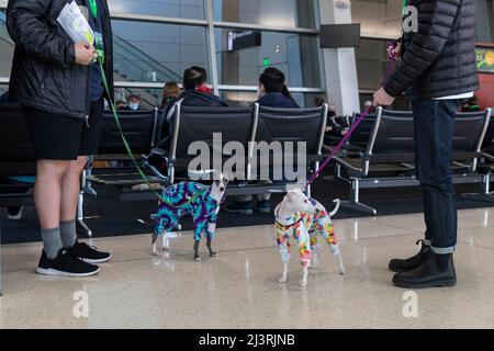 SeaTac, Washington, USA. 9.. April 2022. Freiwillige mit einem Paar italienischer Windhunde warten während einer Passagierflußsimulation an der International Arrivals Facility am Seattle-Tacoma International Airport. Die neue 450.000 Quadratmeter große Anlage des Hafens von Seattle wird voraussichtlich nächsten Monat nach Abschluss der endgültigen Betriebsbereitschaftstests eröffnet. Quelle: Paul Christian Gordon/Alamy Live News Stockfoto