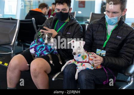 SeaTac, Washington, USA. 9.. April 2022. Freiwillige mit einem Paar italienischer Windhunde warten während einer Passagierflußsimulation an der International Arrivals Facility am Seattle-Tacoma International Airport. Die neue 450.000 Quadratmeter große Anlage des Hafens von Seattle wird voraussichtlich nächsten Monat nach Abschluss der endgültigen Betriebsbereitschaftstests eröffnet. Quelle: Paul Christian Gordon/Alamy Live News Stockfoto